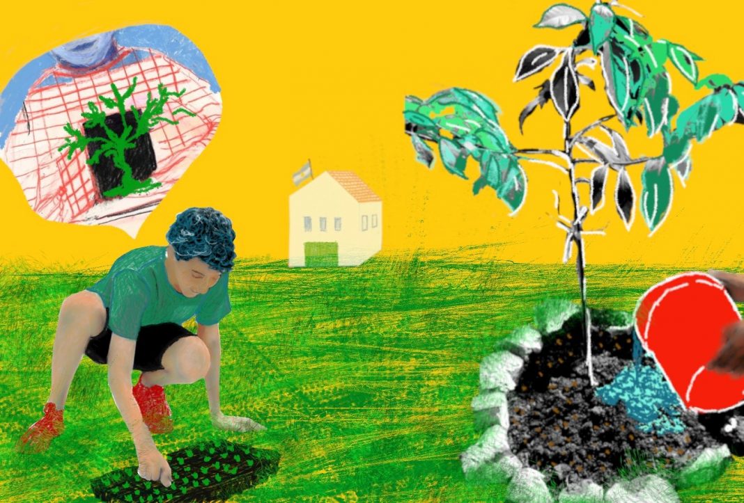 DE SEMILLITA A BROTE