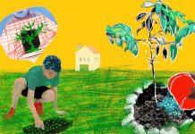 DE SEMILLITA A BROTE DE SEMILLITA A BROTE